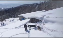 Sıpasıyla kar keyfi yaptı, ahıra zor soktu; o anlar kamerada