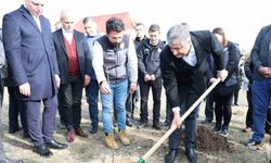 Sumak fidanları toprakla buluşturuldu