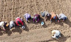 Sarımsak tarlasında 35 yıl: Düğüne gider gibi geliyorum