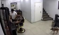 Zincirini koparan köpek kuaförde müşteriyi ısırdı