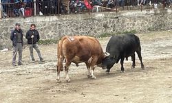 Boğa güreşi heyecanı
