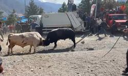 Boğaların güreşi arenanın dışına taştı, izleyiciler tedirginlik yaşadı