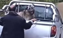 Kamyonette köpeğe halatla şiddet uyguladı, gözaltına alındı