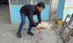 Bitkin haldeki leyleğe oto kaporta ustası sahip çıktı