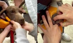 Boğazına ağaç parçası takılan köpeğin yardımına vatandaşlar koştu