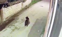 Ormanda yiyecek bulamayan ayı mahalleye indi