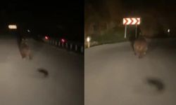 Boş arazideki yaban domuzu ve ayı cep telefonu kameralarında
