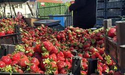 Zirai donun ardından pazarda çilek bolluğu