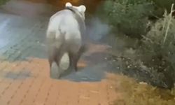 Bozayı yola indi, çevredekiler böyle görüntüledi