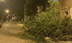 Kuvvetli fırtına etkili oldu: Ağaçlar devrildi