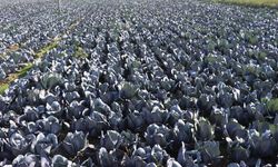 Türkiye’nin lahanası, burada yetişiyor