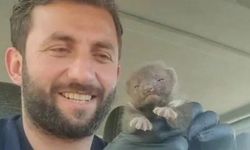 Ayı yavrusu sanılan hayvan sansar yavrusu çıktı