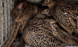 Kahverengi kokarca ile mücadele için doğaya 800 sülün salındı