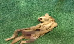 Bunu yapanlar insan! Zonguldak’ta iç organları çıkarılmış 2 ölü kedi bulundu!