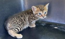 Aracın kaputunun altına giren 2 yavru kedi itfaiye ekiplerince kurtarıldı
