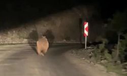 Otomobil gören ayı, korkup kaçtı