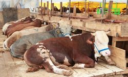 Kurban mesaisi başladı