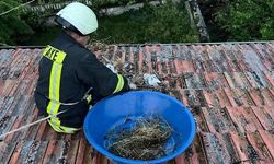 Çatıda mahsur kalan yavru leylekler itfaiye tarafından kurtarıldı