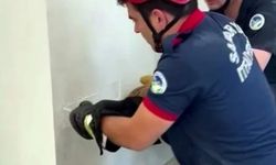 Fabrika duvarına sıkışan yavru kedinin imdadına itfaiye yetişti