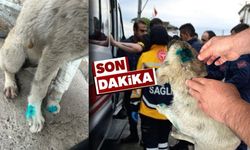 Alkolü şahıs köpeği ısırdı