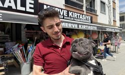 İnşaat alanında betona basan köpeğe esnaftan yardım eli
