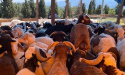 Kurbanlıklar görücüye çıkmaya başladı