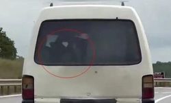 Panelvanın arkasında buzağı taşıdı