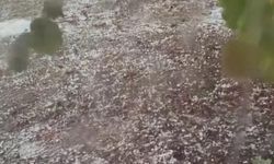 Dolu, tarım arazilerini vurdu