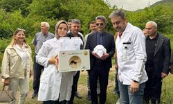 Gal arısı ile mücadele sürüyor: Faydalı böcekler salındı