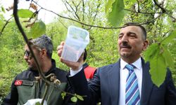 76 bin böcek, gal arısı zararlısına karşı doğaya bırakıldı