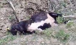 Su kuyusuna düşen inek telef oldu