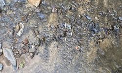 Derede balık ölümlerine inceleme