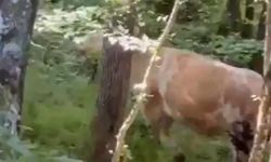 Kaçan kurbanlık boğa ormanda yakalandı