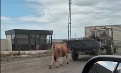 Traktörün arkasına bağladığı ineği sürükleyerek götürdü