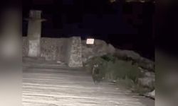Yavru bozayı bu kez limanda görüntülendi