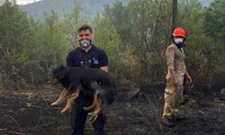 Orman yangınında alevlerin ortasındaki köpeği kurtaran görevli takdir topladı