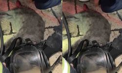 Dumandan etkilenen kediyi oksijen maskesiyle kurtardılar