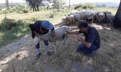 Başıboş köpekler sürüye saldırdı: Köpeklerle bizim başımız belada