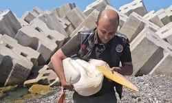Sahilde yaralı halde bulunan pelikan, tedavi altına alındı