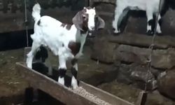 Oğlak, ahırda salıncak keyfi yaptı