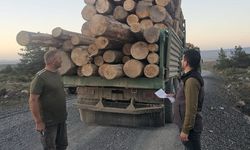 Kaçak ağaç kıyımına  2,5 milyon TL ceza!