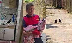 Boş eve girerek mahsur kalan yavru karga kurtarıldı