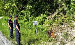 Yaralı halde bulunan karacalar tedavi altına alındı