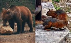 Yiyecek arayan ayı ile sincaplar kameralara yansıdı