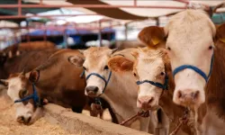 Kurban satışı tek noktada yapılacak, ücretsiz servis hizmeti sağlanacak