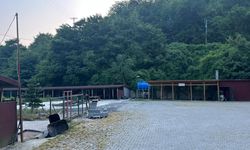 Köpekler bayramda serbest bırakıldı: Zonguldak Barınağı'nda neler oluyor?