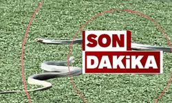 Zonguldak'taki yetkililerin dikkatine: 1.5 metrelik zehirli yılan kaçtı!