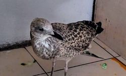 Zonguldak'ta yaralanan martı ortada kaldı: Kurumlar ilgilenmedi!
