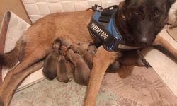 Cins köpek Zonguldak'ta kayboldu: Her yerde aranıyor!