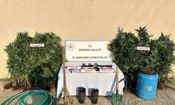 Çok sayıda kenevir ele geçirildi: 1 tutuklama